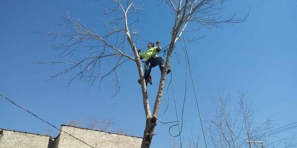 Tiny Tim Tree Service