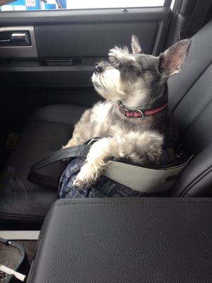 My little redneck schnauzer claiming my purse as hers