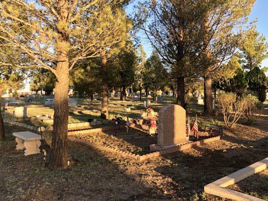 Pine-shaded graves