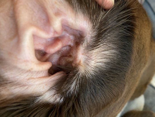 Our dogs ears after his ear cleaning.