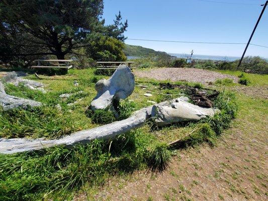 Blue Whale Skeleton