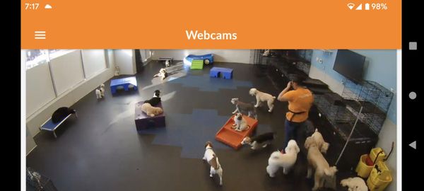 Webcams for when you miss the doggies