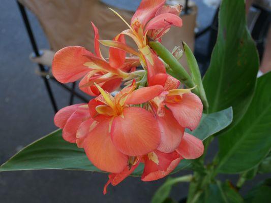 Biloxi Farmers Market