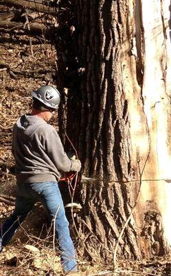 Terry Carpenter, Arborist
 Final Cut