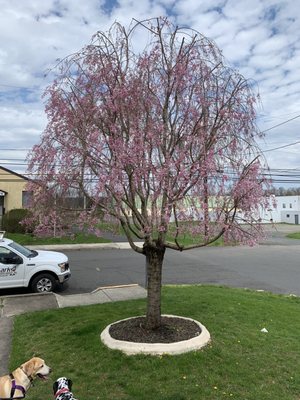 Weeping cherry tree blooms again thanks to Bob!!