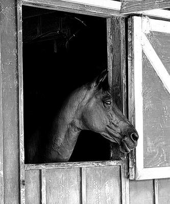 Barn view