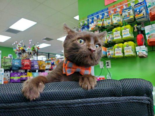 Count is not sure he is a bow tie kind of cat.