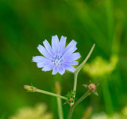 chicory flower in the park.