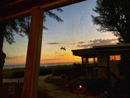 Porch view, with a guest lizard hanging outside