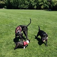 Winnie The Great Dane and her Friends At Amory Park Brook line MA