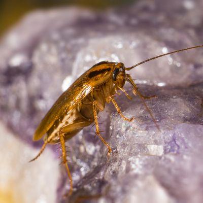 Miche Pest Control provides Cockroach Control in Rockville Maryland