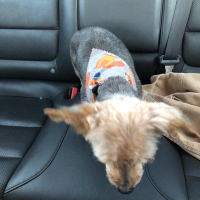 My sister's Yorkie, with a cute little kerchief. :)