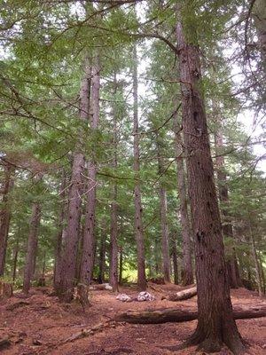 Heavily wooded hiking trails at Indian Creek Campground.