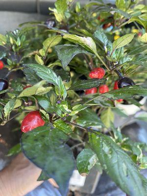 Calico ornamental pepper