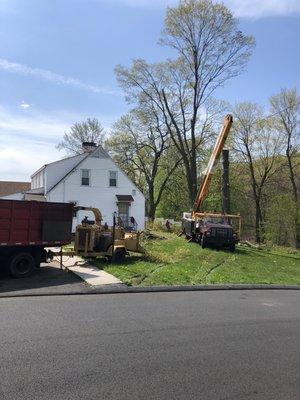 Tree removal