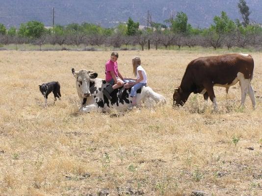 Lazy days of summer on the farm