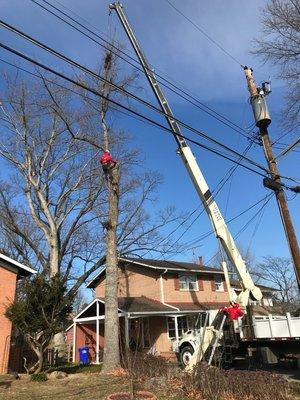 Garcia's Tree Experts