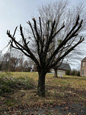 Bradford pear topped