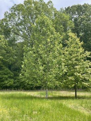 Large tree for the tree transplanting truck