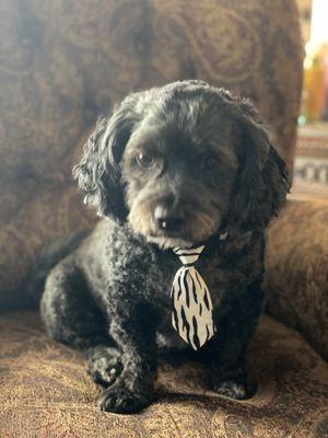 Charles Jon looking fab after his grooming date with Nicole!