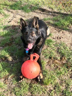 The Smartydog Center for Canine Enrichment