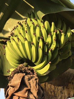 Bananas