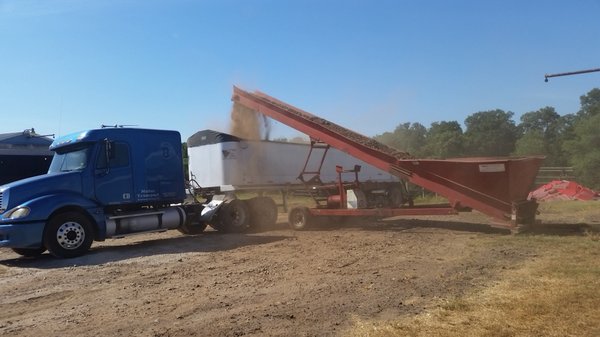 Hauling Chicken litter Winnsboro, TX.