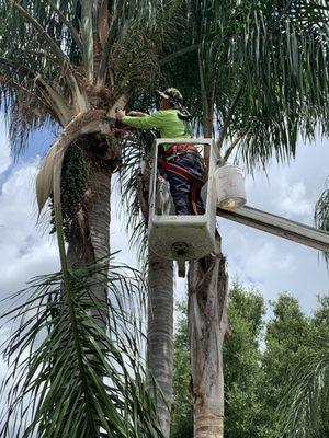 Mean Green Tree and Lawn Care