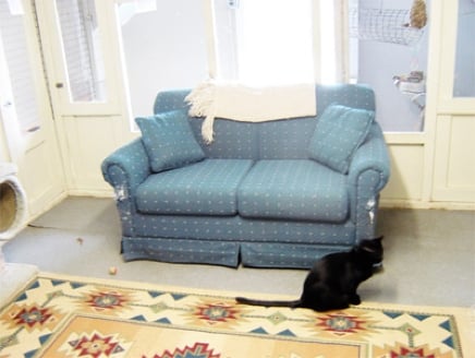 cats each get a room with a window and individual time in the living room area.