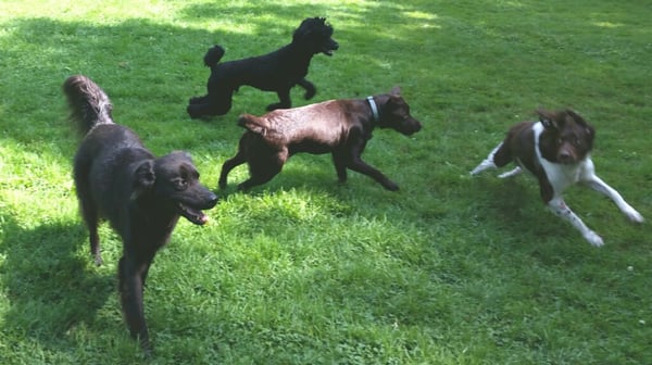 The pooches enjoying themselves at Doggone Farm