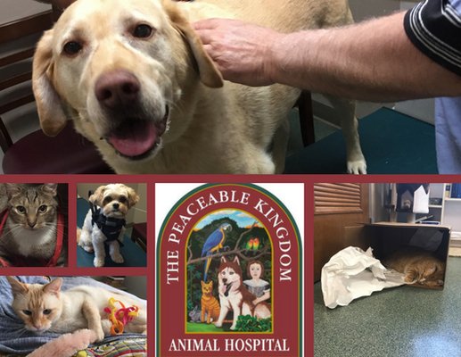 Peaceable Kingdom Animal Hospital Ltd