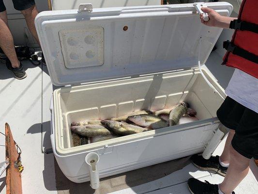 Cooler full of walleye