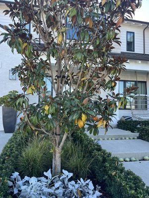 What we have here is a Magnolia tree being cover by scale insects