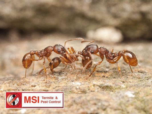 MSI Termite & Pest Control