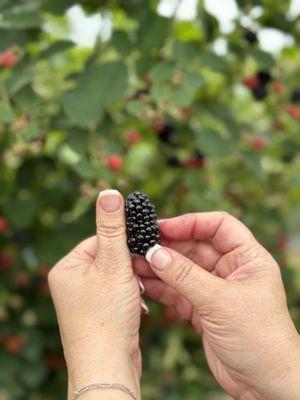 Can you believe the size of these sweet blackberries?!