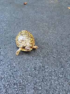 The turtle is working out to this morning