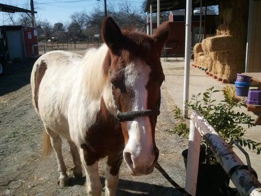 "Stormy" enjoying an afternoon at Hinds River Ranch.