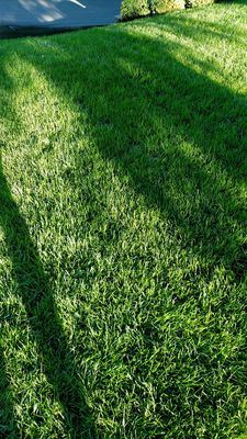 This is my lawn, it's Black Beauty Sod and this is about 2-3 weeks after planting it.