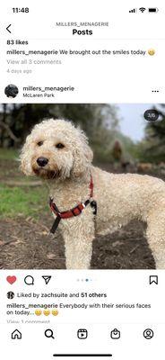 Photos taken by Miller's Menagerie of our goldendoodle on group walks