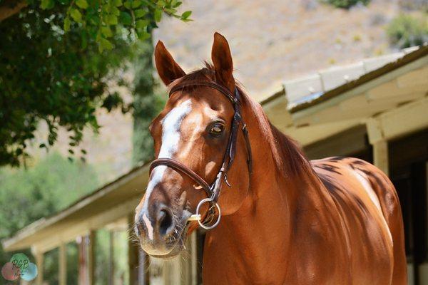 Bell Canyon Equestrian Center