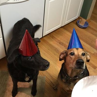 Here are the boys in their party attire! Scout is on the left & Zerro ( right) was the Birthday boy