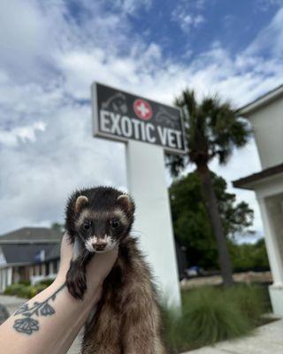 Ferret outside of the building.