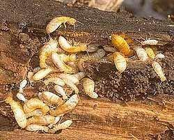 Termites