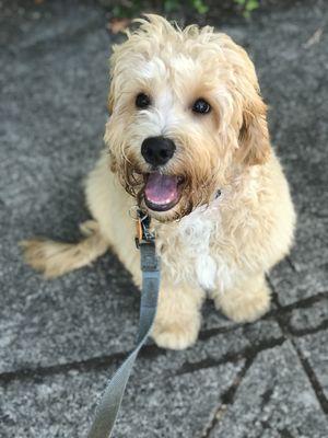 Blue enjoying his stroll!