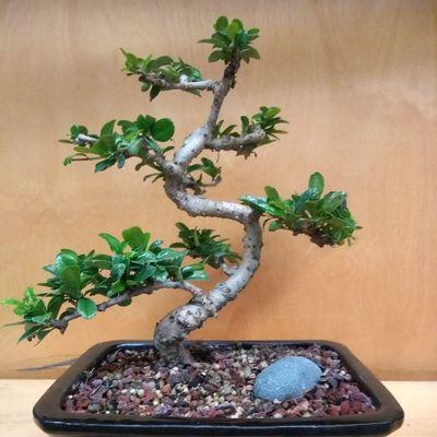 Tampa Bonsai