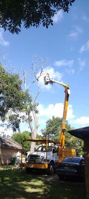 Tall, dead tree about to crush your house??? Chris made it easy-peasy lemon-squeezy!!