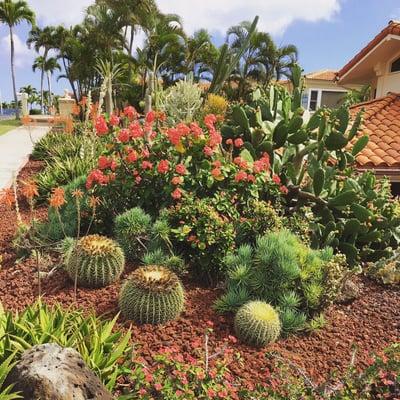 Succulent xeriscape garden