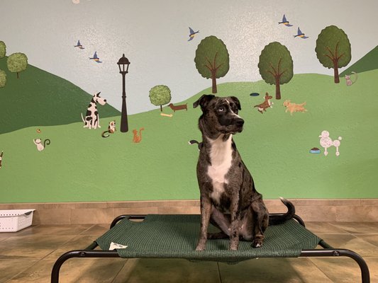 Dakota in the dog room