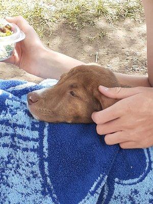 Olive chilling after an afternoon kayaking.  Available for adoption 7-9-21