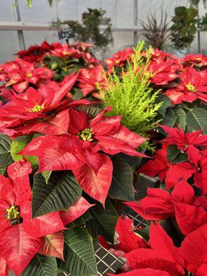 Poinsettias